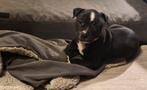 Bully XL/Pocket Bully pups., Overige rassen, 8 tot 15 weken, Meerdere, Meerdere dieren