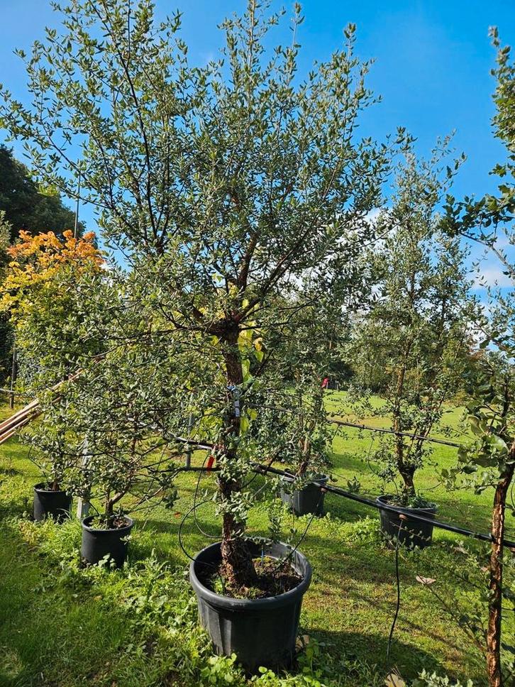 Quercus Suber / mediterrane kurkeik / wintergroen ‼️‼️, Tuin en Terras, Planten | Fruitbomen, Ophalen