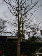 Japanse Notenboom, Tuin en Terras, Planten | Bomen, Ophalen, Volle zon, Overige soorten, 400 cm of meer