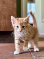 Kittens zoeken nieuw thuis, Dieren en Toebehoren, Meerdere dieren