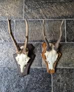 2 mooie ree geweien samen € 18 jacht mancave overkapping d22, Ophalen of Verzenden, Hert, Gewei of Kop
