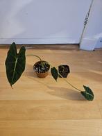 Alocasia frydek, Ophalen, Overige soorten, Halfschaduw, Minder dan 100 cm