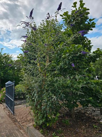 Vlinderstruik met paarse bloemen beschikbaar voor biedingen