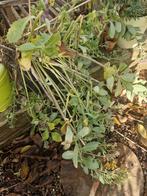 Grote Sedum Vaste Plant, Volle zon, Vaste plant, Herfst, Ophalen