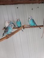 Grasparkieten uit buitenvoliere.., Meerdere dieren, Parkiet