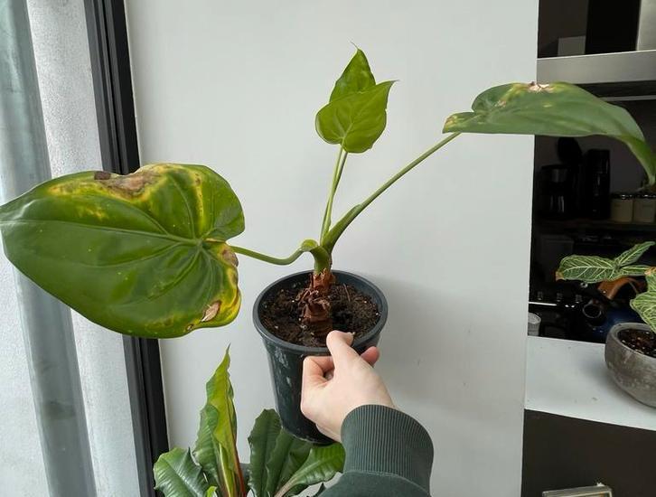Alocasia Opknapper, Huis en Inrichting, Kamerplanten, Overige soorten, Minder dan 100 cm, Groene kamerplant, Halfschaduw, In pot