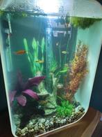 Biorb Aquarium 60 liter, Zo goed als nieuw, Ophalen, Leeg aquarium