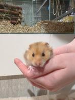 Syriche hamsters super lief., Hamster, Januari, Meerdere dieren, Tam