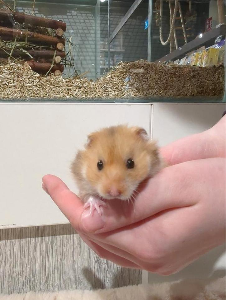 Syriche hamsters super lief., Dieren en Toebehoren, Knaagdieren, Meerdere dieren, Hamster, Januari, Tam