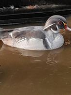 Zilver carolina eenden, Dieren en Toebehoren, Pluimvee, Meerdere dieren, Eend