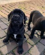 Boxador pups | Labrador x Boxer | Geteste ouders, Dieren en Toebehoren, CDV (hondenziekte), Meerdere, 8 tot 15 weken, Meerdere dieren