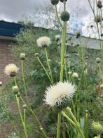 Zaden Centaurea americana Aloha blanca Witte Korenbloem, Ophalen of Verzenden, Voorjaar, Volle zon, Zaad