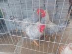 Cream legbar Onverwante trio 1 Haan 2 Hennen Zalmkleur, Meerdere dieren, Kip