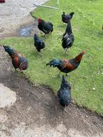 Tekoop toom australorp kippen, Dieren en Toebehoren, Pluimvee, Meerdere dieren, Kip