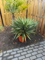 Yucca plant, Tuin en Terras, Planten | Tuinplanten, Ophalen of Verzenden, Zomer, Overige soorten, Volle zon