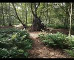 Hout / Bos te koop, Tuin en Terras, Haardhout, Ophalen, Overige houtsoorten, Blokken