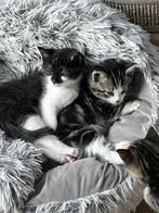 Ragdoll/ brits korthaar kittens, Meerdere dieren, Kortharig, 0 tot 2 jaar