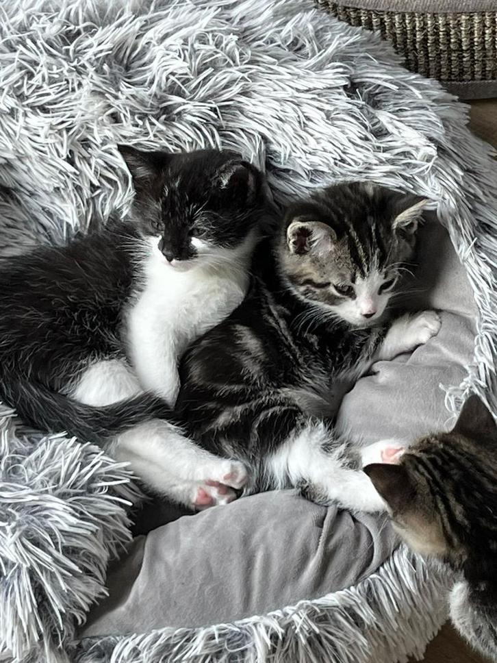 Ragdoll/ brits korthaar kittens, Dieren en Toebehoren, Katten en Kittens | Overige Katten, Kortharig, Meerdere dieren, 0 tot 2 jaar