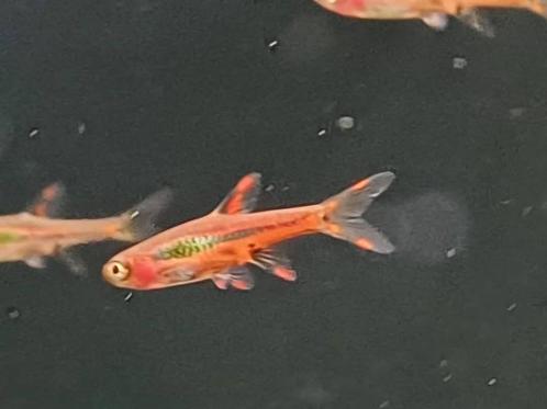 Hobbyaquarium AANBIEDING Boraras Brigittae woensdag 12/20 u, Dieren en Toebehoren, Vissen | Aquariumvissen, Zoetwatervis, Vis