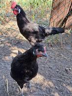 Trio zwarte leghen, Dieren en Toebehoren, Pluimvee, Meerdere dieren, Kip