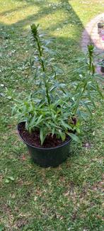 Lelie (Lilium) 15 euro, Volle zon, Vaste plant, Zomer, Ophalen