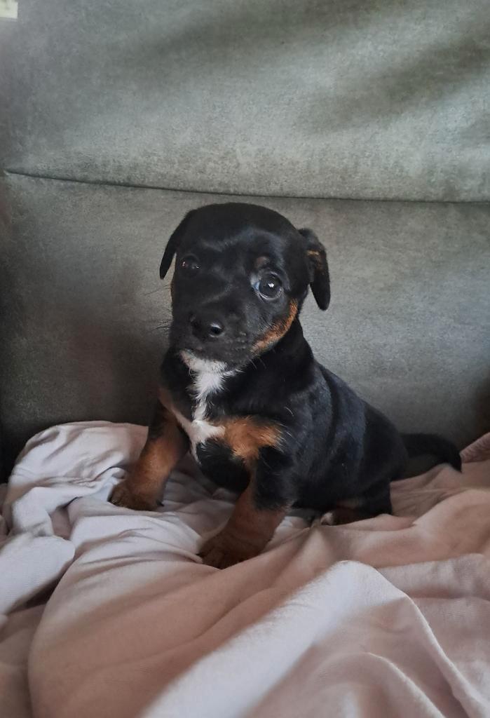 Jack Russel Black&Tan pup, Dieren en Toebehoren, Honden | Jack Russells en Terriërs, Reu, Jack Russell Terriër, Particulier, Eén hond