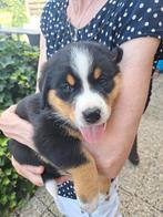 Puppies Zwitserse sennenhond/Bernersennen, 8 tot 15 weken, Meerdere, Meerdere dieren, Nederland