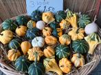 Herfststukje herfsttafel halloween lichtjespompoen, Ophalen of Verzenden, Nieuw