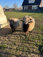 Skudde rammen, Mannelijk, Schaap, 3 tot 5 jaar