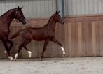 ❗️ €3500.- ❗️Stoere koffievos v.Powerbank x All at Once, Dieren en Toebehoren, Paarden, Merrie, Minder dan 160 cm, Dressuurpaard