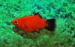 Hobbyaquarium Platy / XIPH MAC Red Wagtail 5=€10, Dieren en Toebehoren, Vis, Zoetwatervis, Schoolvis