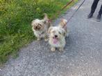 Yorkshire Terrier Maltezer super gezond niet doorgefokt mix, Dieren en Toebehoren, Honden | Jack Russells en Terriërs, Yorkshire Terriër