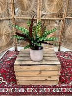 Goeppertia Insignes, Ophalen, Overige soorten, Minder dan 100 cm