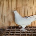 Mooie gezonde Takla's, Dieren en Toebehoren, Vogels | Duiven