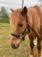 Pony lessen bij Red Rose Ranch, Dieren en Toebehoren, Paarden en Pony's | Overige Paardenspullen, Ophalen, Nieuw, Overige soorten