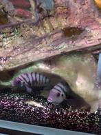 zebra chilcliden, Vis, Zoetwatervis