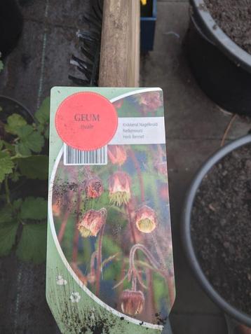 Verschillende vaste planten  beschikbaar voor biedingen