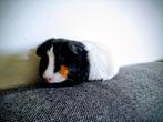 Jonge cavia driekleur gladhaar beertje, Dieren en Toebehoren, Knaagdieren, Cavia, Mannelijk, Tam, Oktober