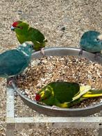 Koppel blauwe Kakariki, Dieren en Toebehoren, Meerdere dieren, Parkiet