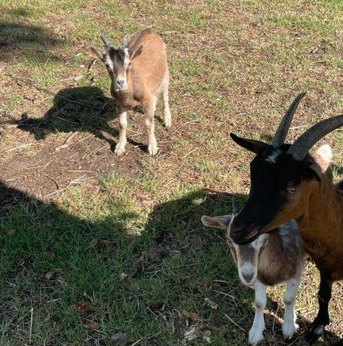 Geitenbokje, Toggenburger bokje, Dieren en Toebehoren, Schapen, Geiten en Varkens, Geit, Mannelijk