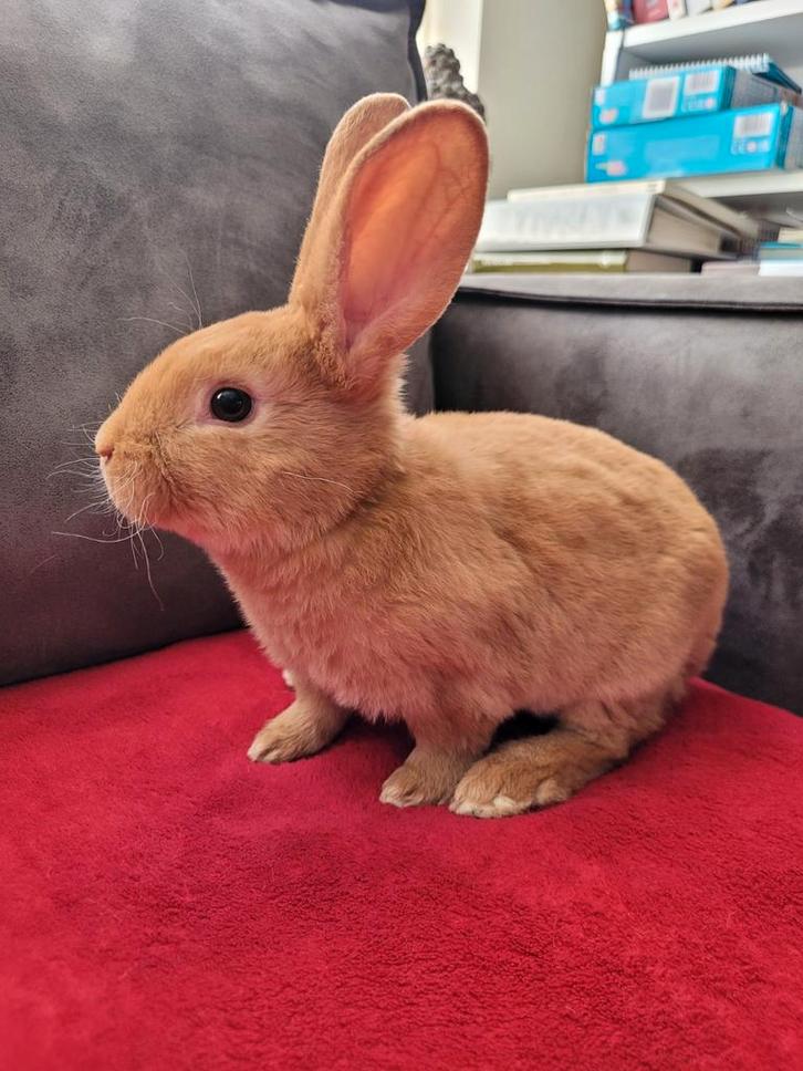 Standaard rex konijn, Dieren en Toebehoren, Konijnen, Groot