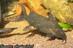 4 Synodontis robbianus, samen €35; nabij Zwolle, Dieren en Toebehoren, Vissen | Aquariumvissen, Vis, Zoetwatervis, Schoolvis