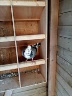 Prachtige doffer, Dieren en Toebehoren, Vogels | Duiven, Mannelijk, Postduif