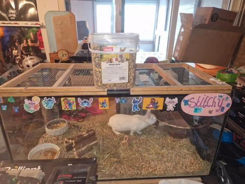 Dwergkonijntje, Dieren en Toebehoren, Konijnen, Mannelijk