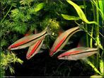 6x torpedobarbeel gaan alleenalsgroepweg 15cm te koop, Dieren en Toebehoren, Vissen | Aquariumvissen, Vis, Zoetwatervis, Schoolvis