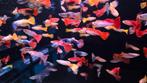 Mooie Guppy man mix - Gup - Koidream Valburg, Dieren en Toebehoren, Vissen | Aquariumvissen, Vis, Zoetwatervis