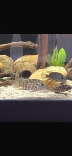 Zuid amerikaanse cichliden maanvis, Dieren en Toebehoren, Vissen | Aquariumvissen