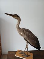 Opgezette vogel, Ophalen, Zo goed als nieuw, Vogel, Opgezet dier