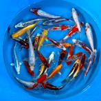 HQ Ikarashi Tosai mix 10-15cm, Karper of Koi