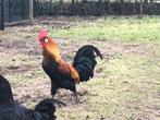 2 mooie hanen, Dieren en Toebehoren, Mannelijk, Kip